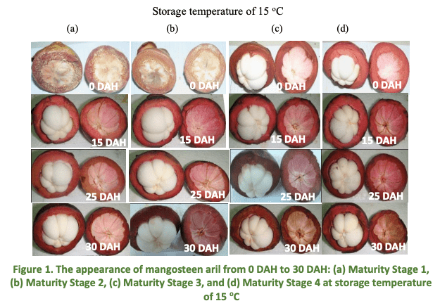4 Maturity Stage at storage temperature of 15 C