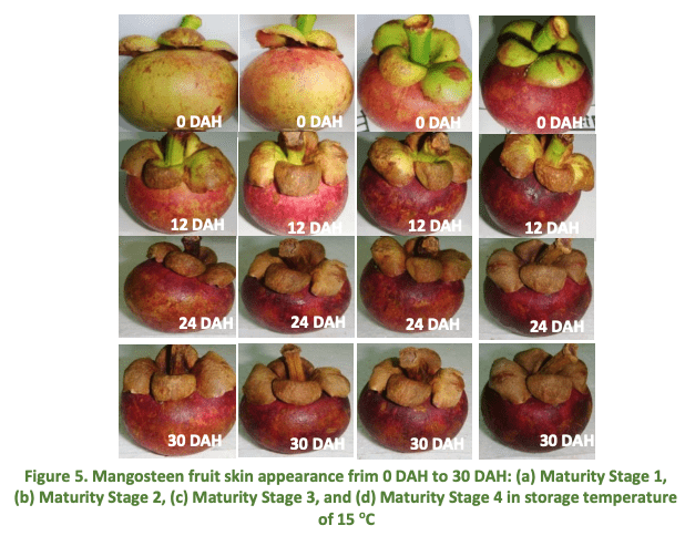 Mangosteen fruit skin appearance