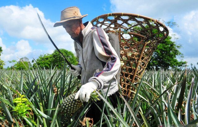 best fresh pineapple farm supplier indonesia