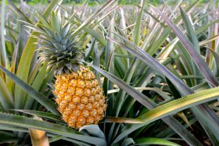 best fresh pineapple from indonesia
