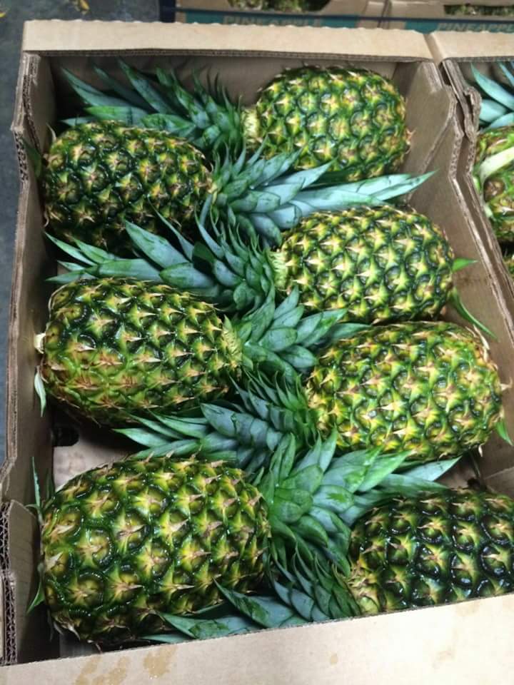 best fresh pineapple supplier indonesia for export packaging