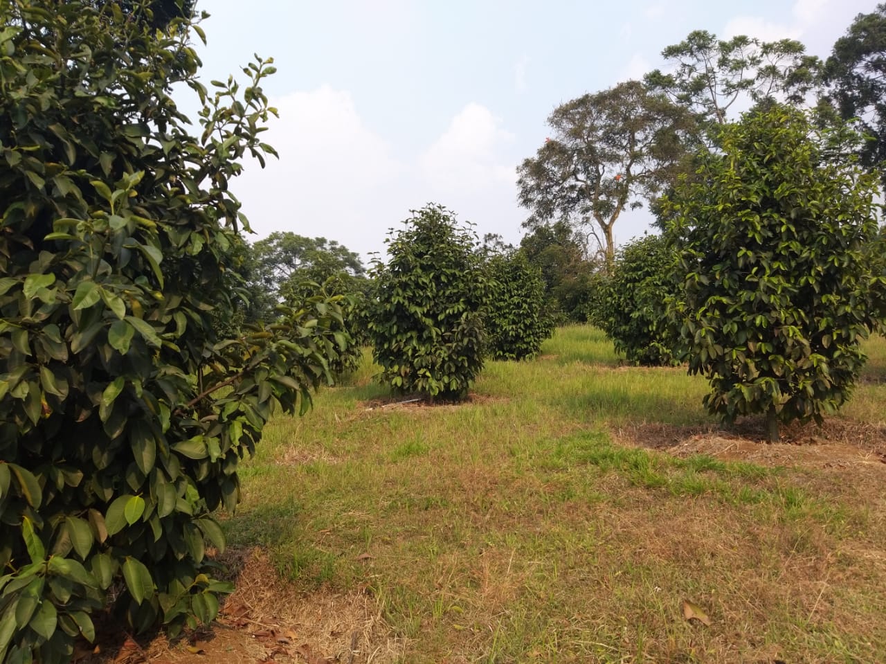 best mangosteen farm supplier pt global fajar indonesia