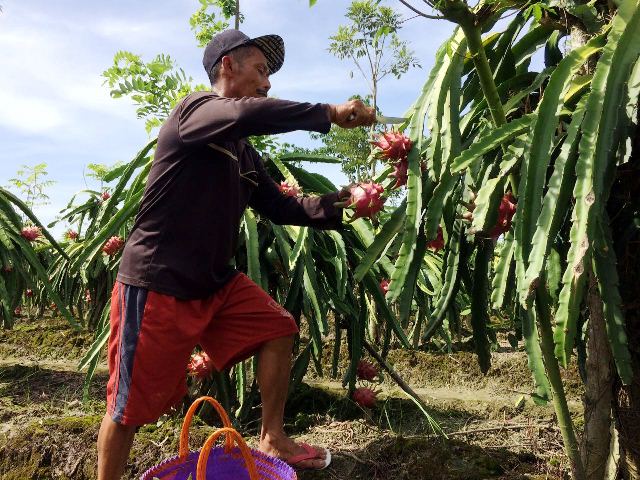 dragon fruit pitaya pitahaya supplier from indonesia