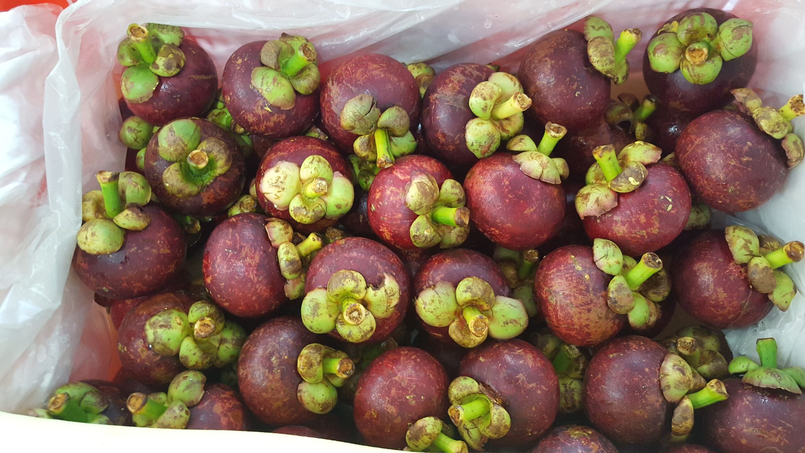 fresh best mangosteen export packing from indonesia country