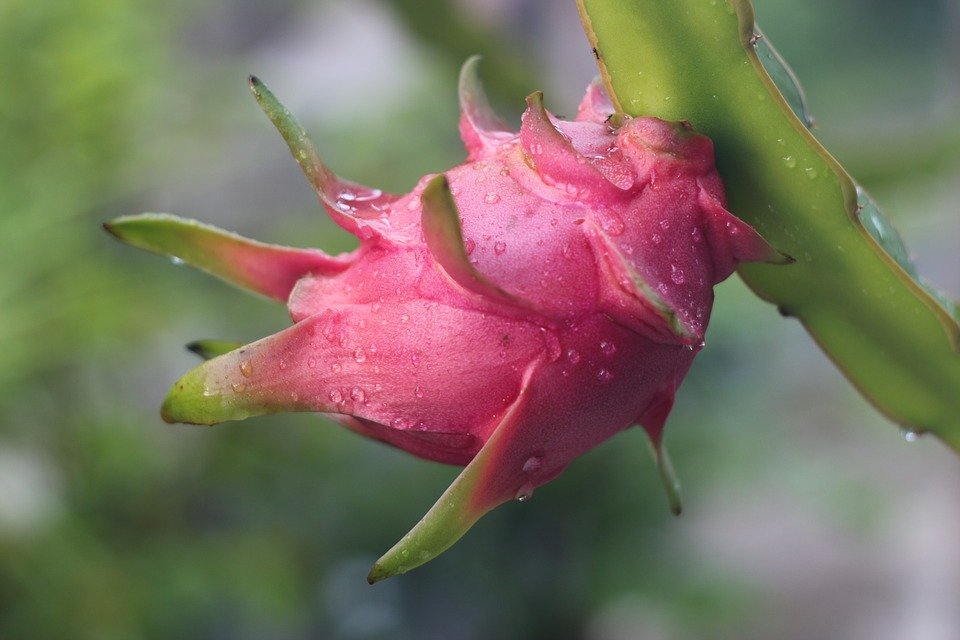 best dragon fruit pitaya supplier from indonesia