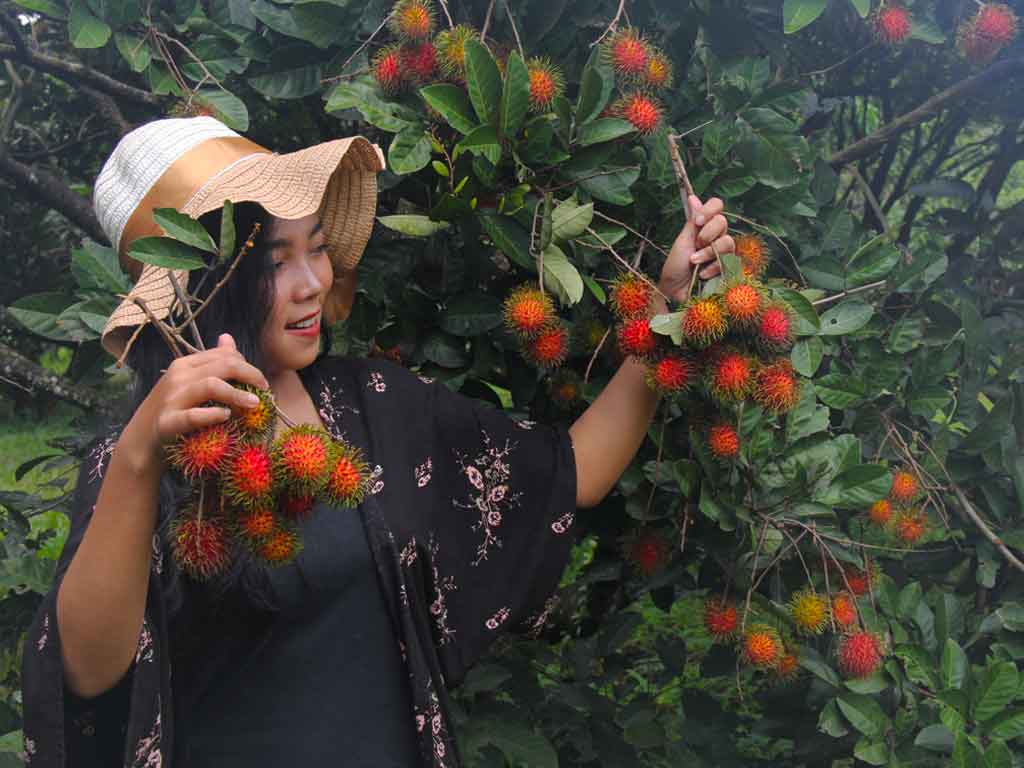 fresh tropical fruit rambutan supplier exporter from indonesia