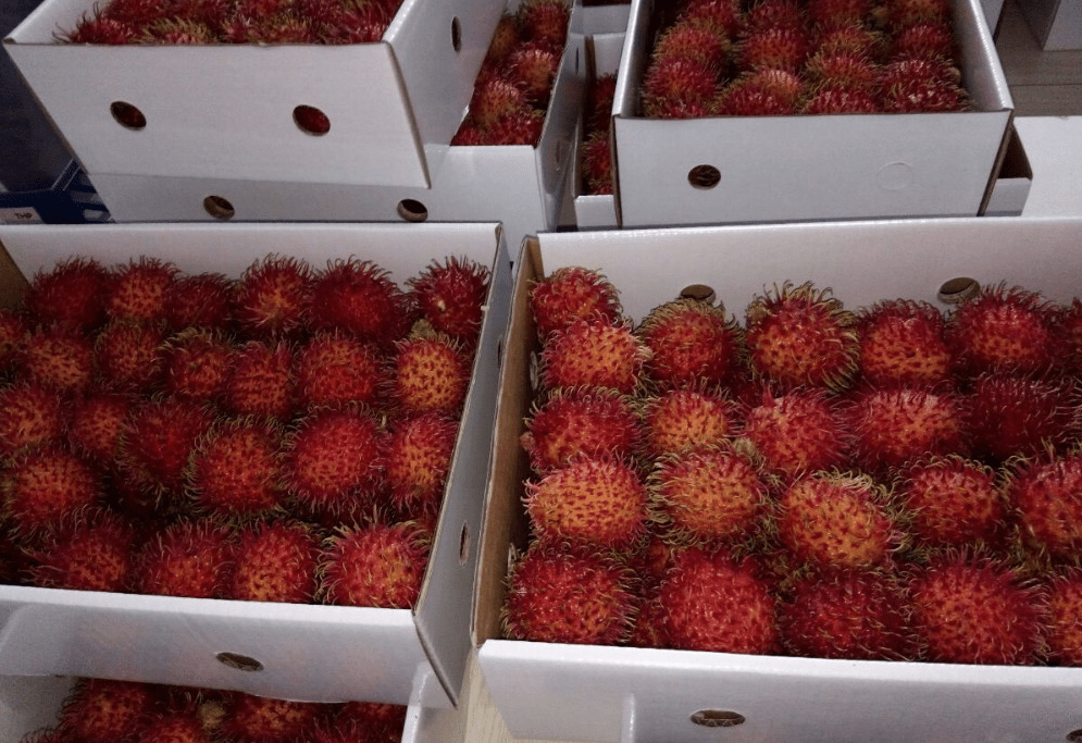 fresh tropical fruit rambutan supplier exporter from indonesia