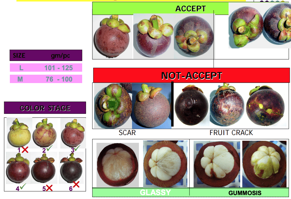 packaging mangosteen export supplier from indonesia