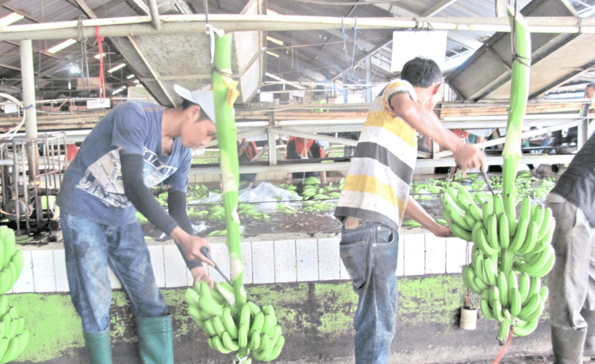 washing cleaning sorting cavendish banana supplier from indonesia