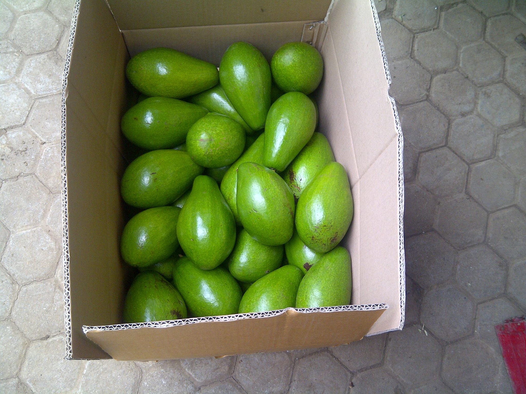 dragon fruit packaging with box supplier in indonesia pt global fajar indonesia