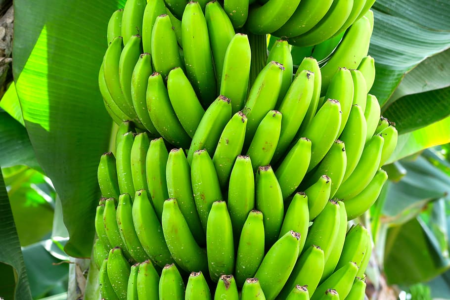 Banana, The Forgotten Super Food