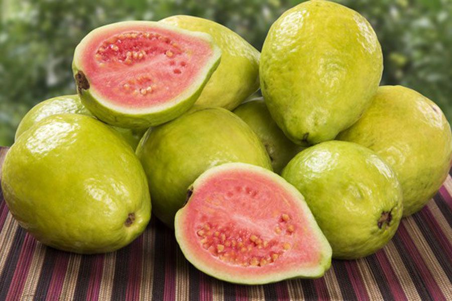 best tropical fruit guava indonesia supplier