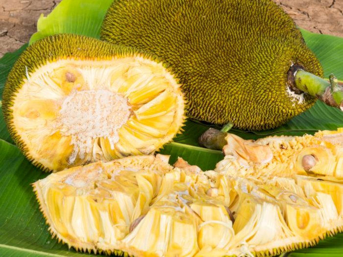 jackfruit indonesia tropical fruit supplier exporter