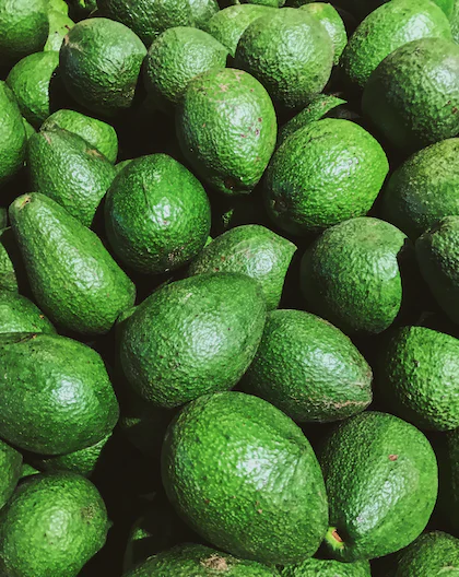 Boost Your Avocado Farming Success with These Proven Tips and Techniques