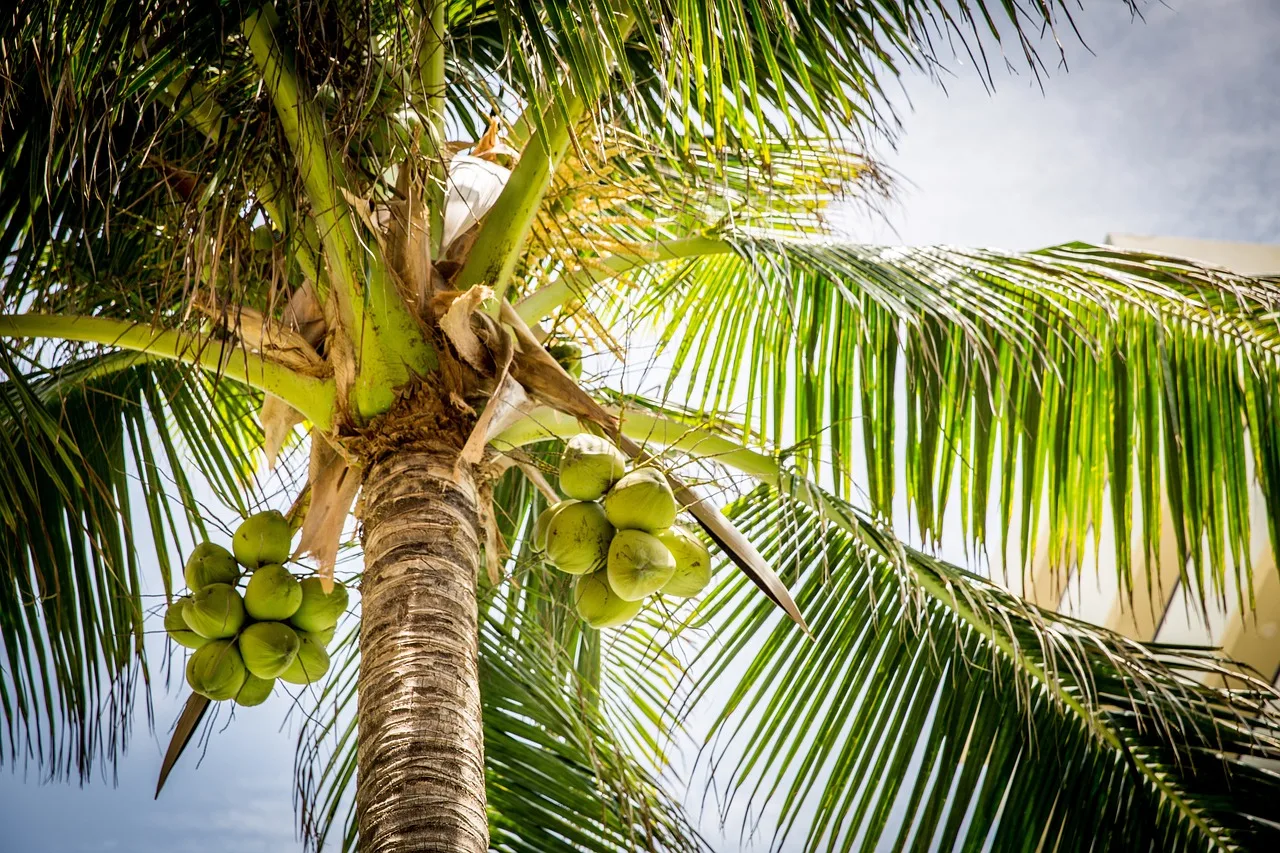 From Tree to Table: Exploring the Fascinating World of Coconut Harvest