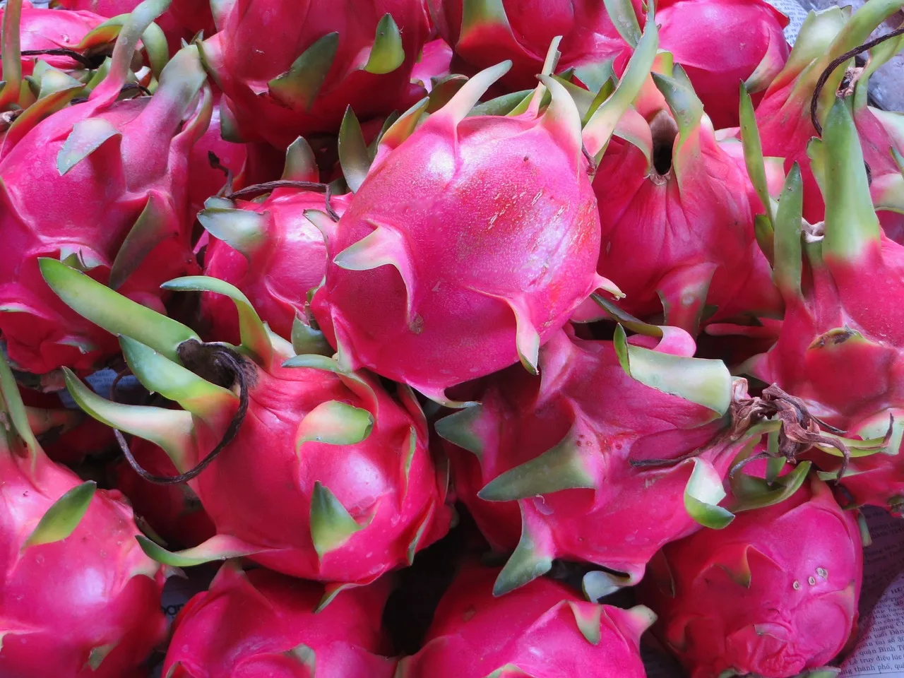 A Step-by-Step Guide to Growing Dragon Fruit: Tips for Cultivating this Exotic Superfruit