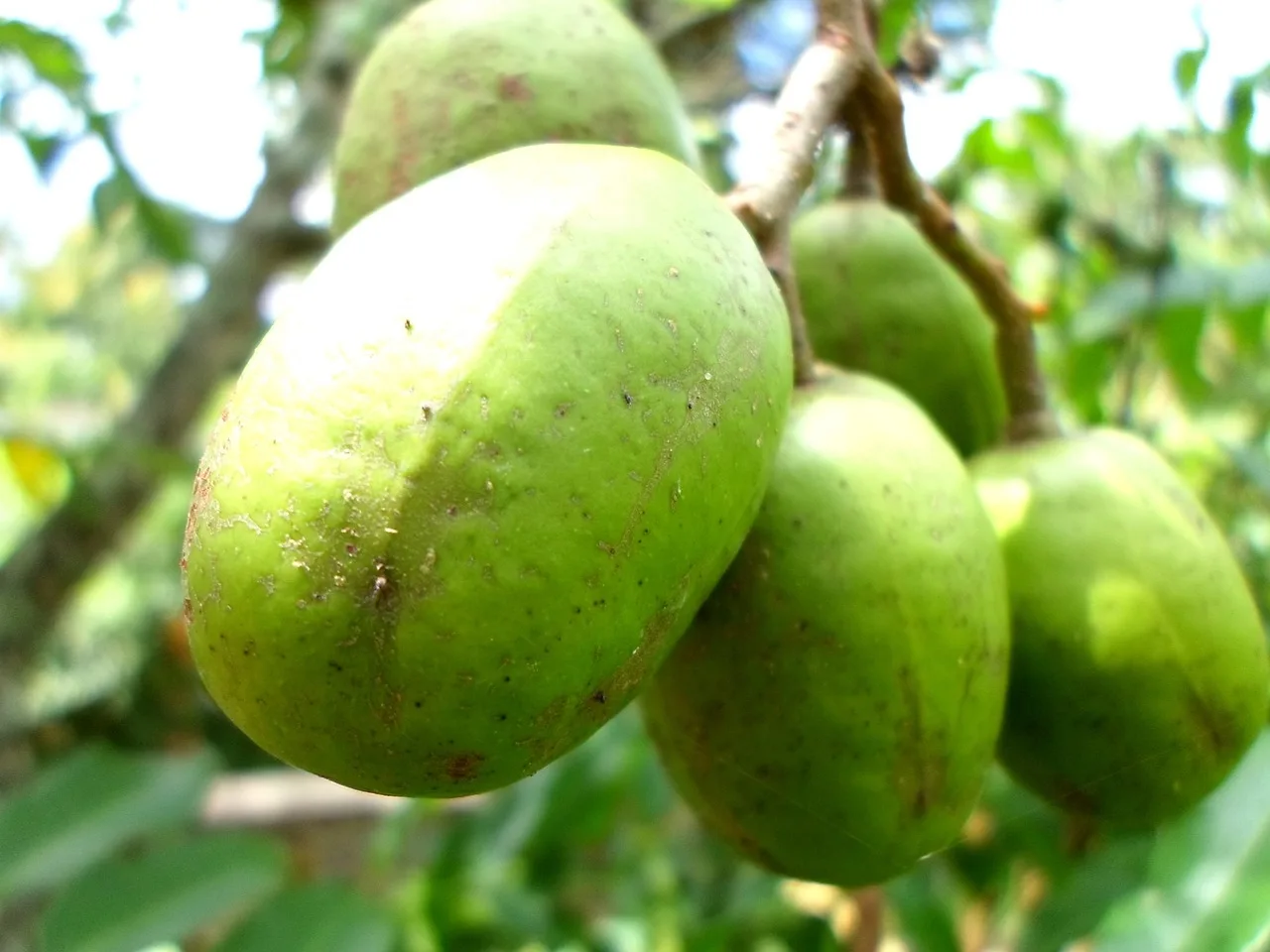 Boost Your Immune System with Ambarella Fruit Juice: A Delicious and Nourishing Drink for Wellness