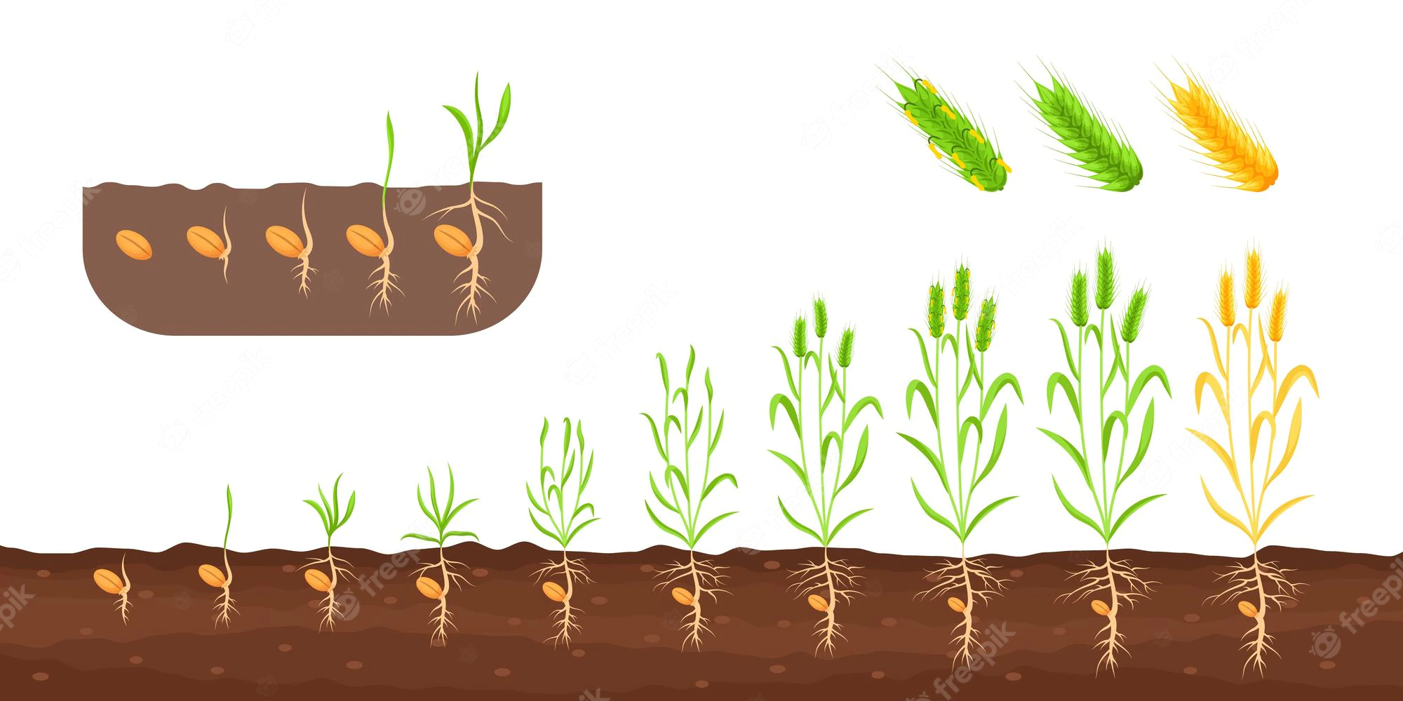 Boost Your Seed Germination Rate with Coir Fiber: A Step-by-Step Guide
