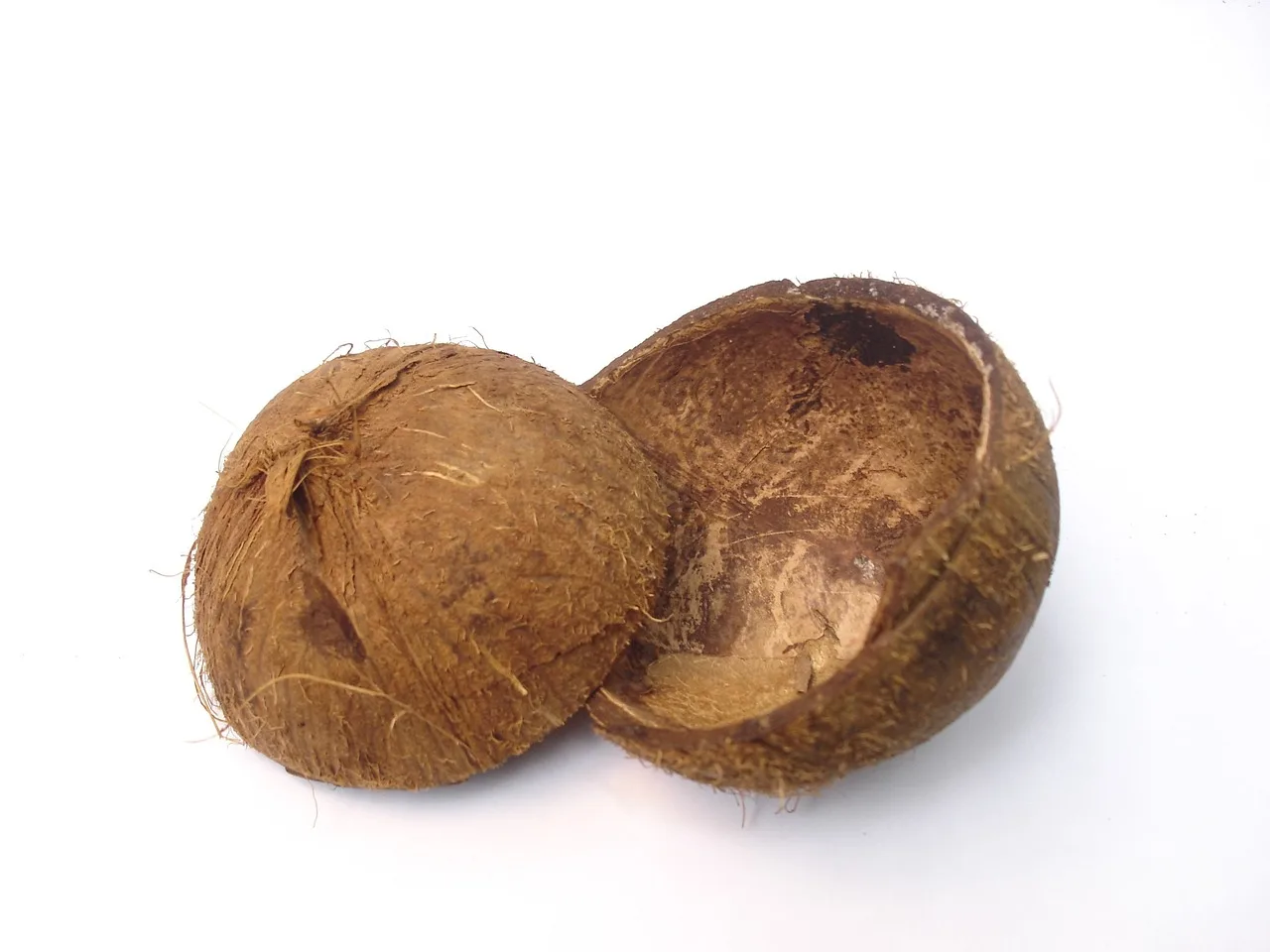 Exploring the Versatility and Sustainability of Coconut Shells