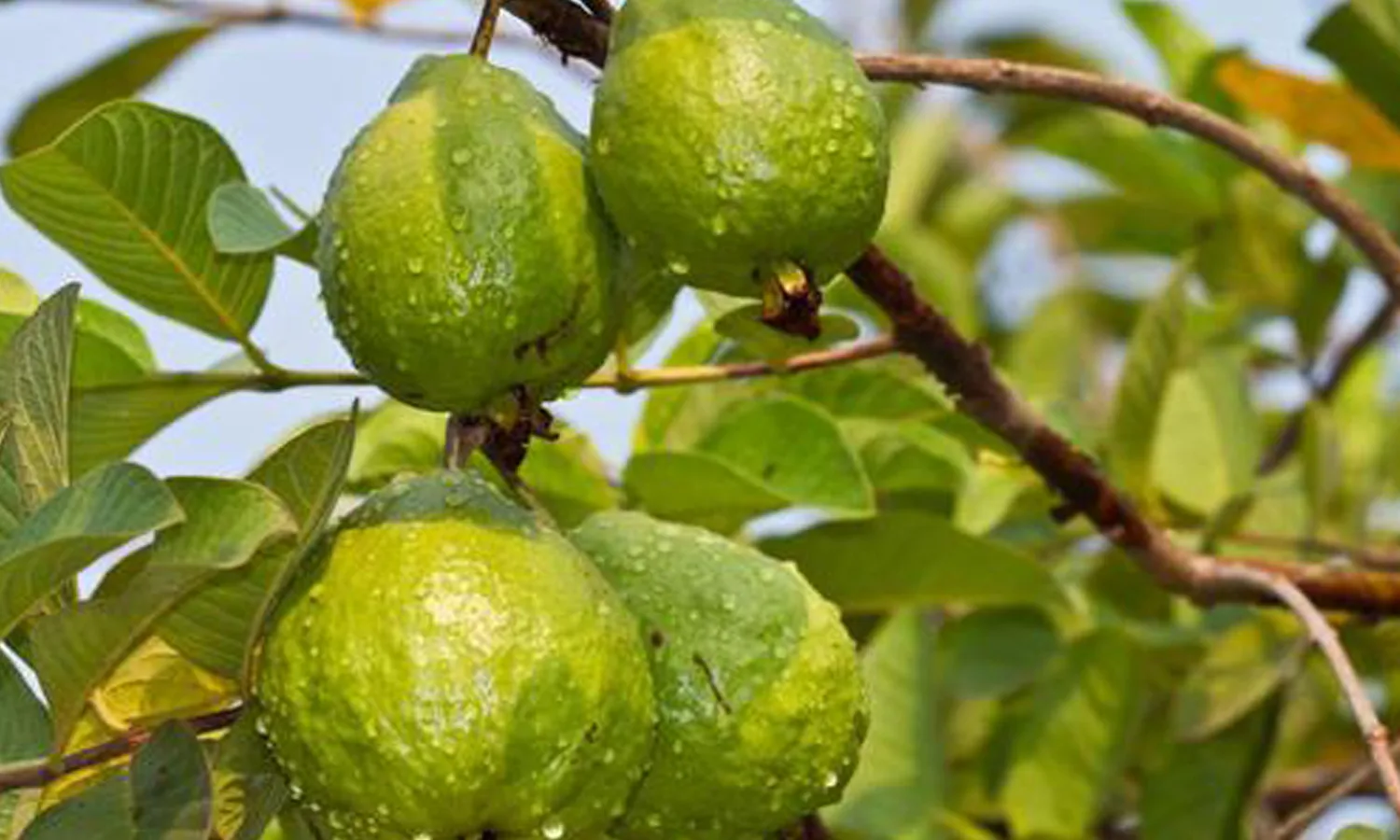 Guava Shells: A Nutrient-Packed Powerhouse You Never Knew Existed - Discover the Health Benefits and Delicious Recipes