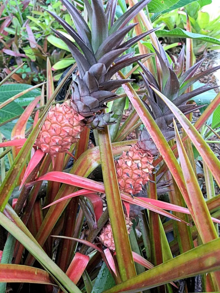 The Complete Guide to Ornamental Pineapple Plant Care: Tips and Tricks for a Gorgeous Display