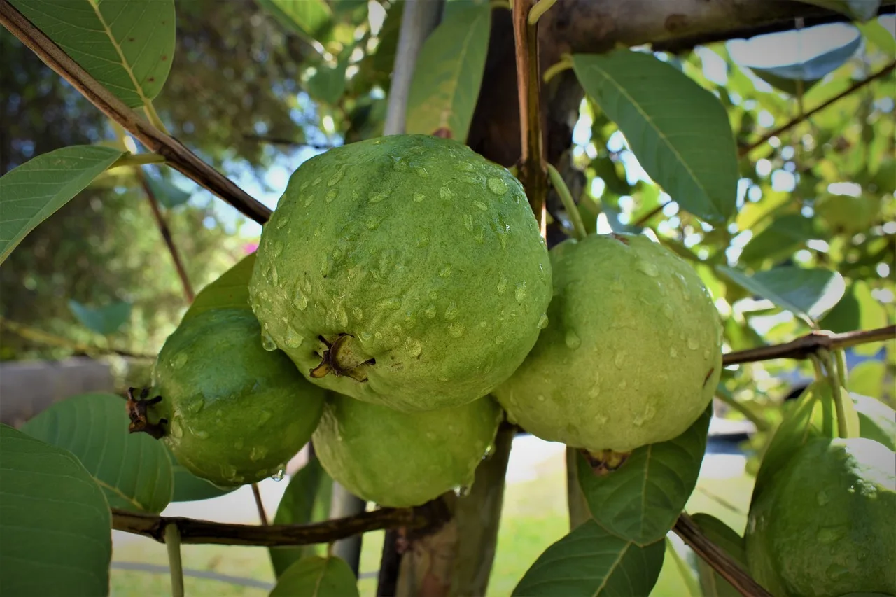 The Perfectly Ripe Guava: A Guide to Choosing and Enjoying this Tropical Delight