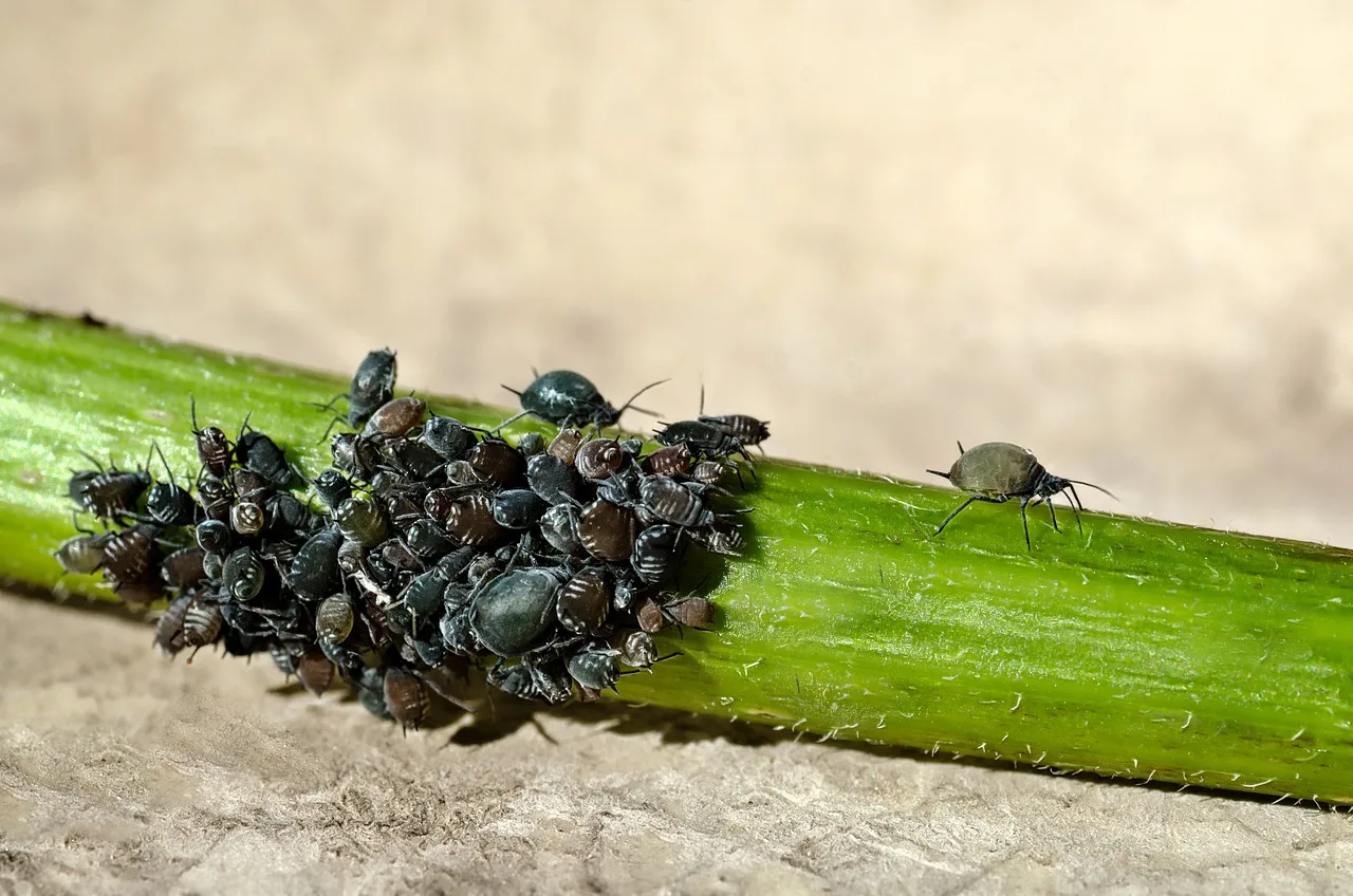 The Secret Weapon in Your Backyard: How Coconut Husk Can Keep Pests at Bay