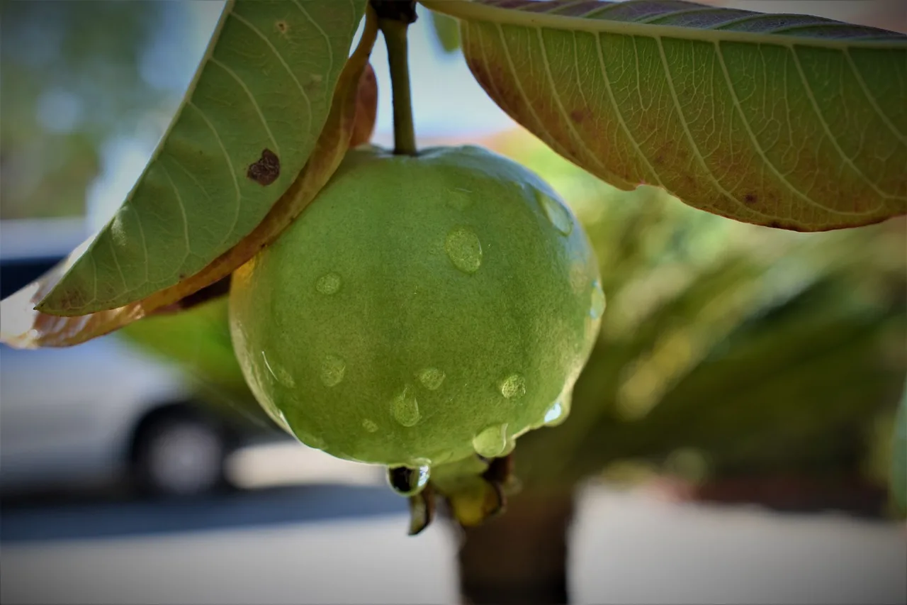 The Sweet and Nutritious Guava Fruit: Everything You Need to Know