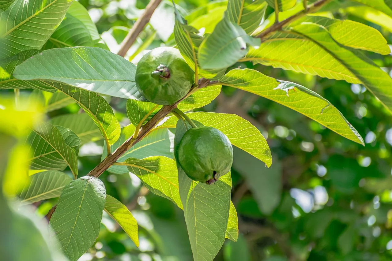 The Ultimate Guide to Growing Guava from Seed: Tips and Tricks for Successful Cultivation