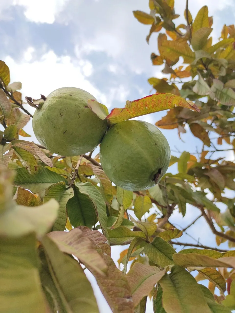 The Ultimate Guide to Growing and Caring for Guava Fruit Trees: A Step-by-Step Approach