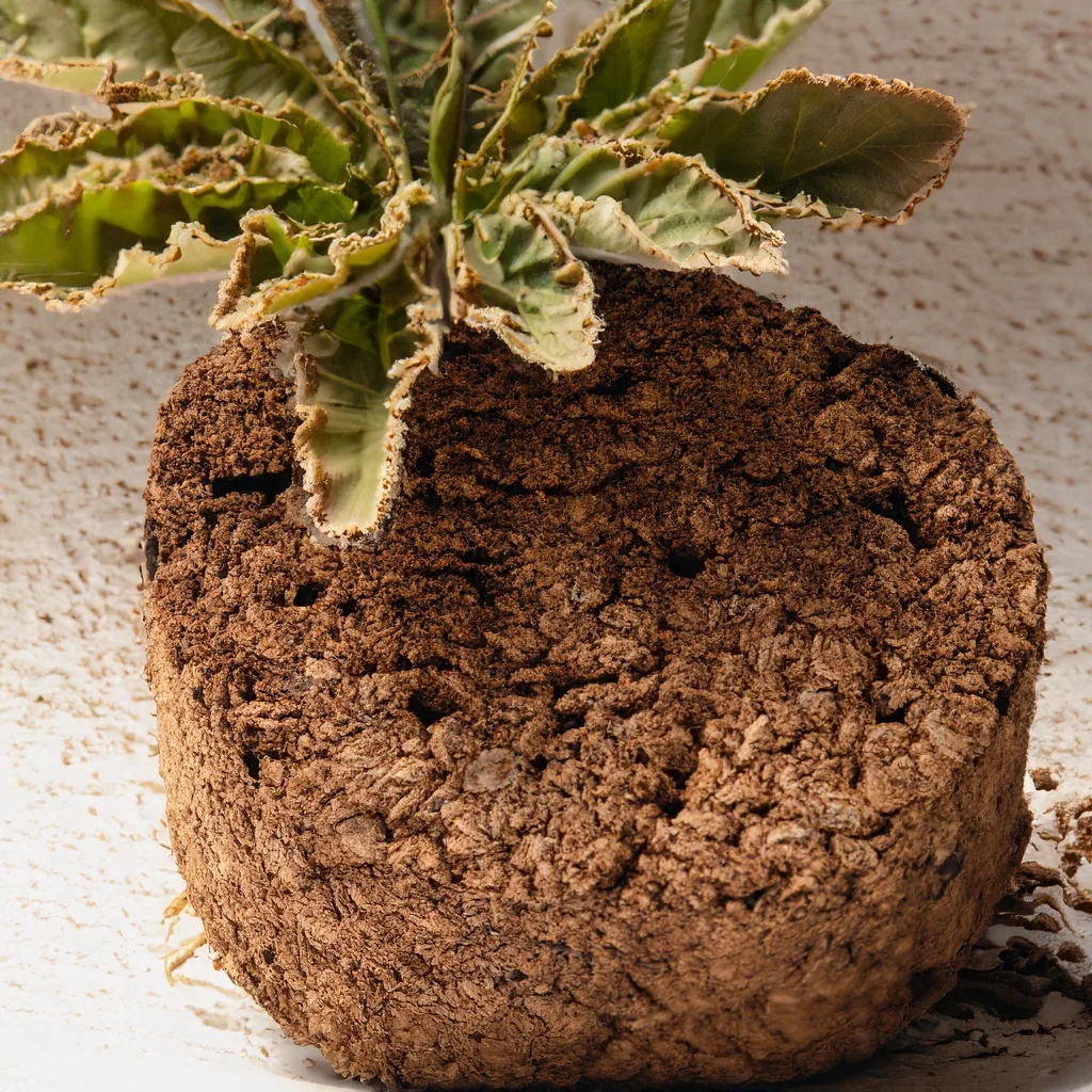 The Ultimate Indoor Plant Hack: Harnessing the Power of Coco Coir