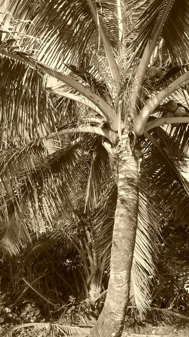 The Versatility of Coconut Husk: From Bedding to Fiber, Exploring its Many Uses