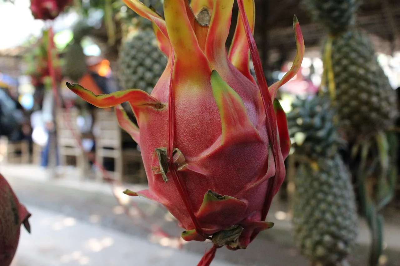 Unleashing the Potential of Grafted Dragon Fruit: A Comprehensive Guide
