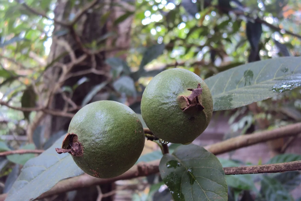 Unlock the Potential of Unripe Guava: A Comprehensive Guide to Its Health Benefits