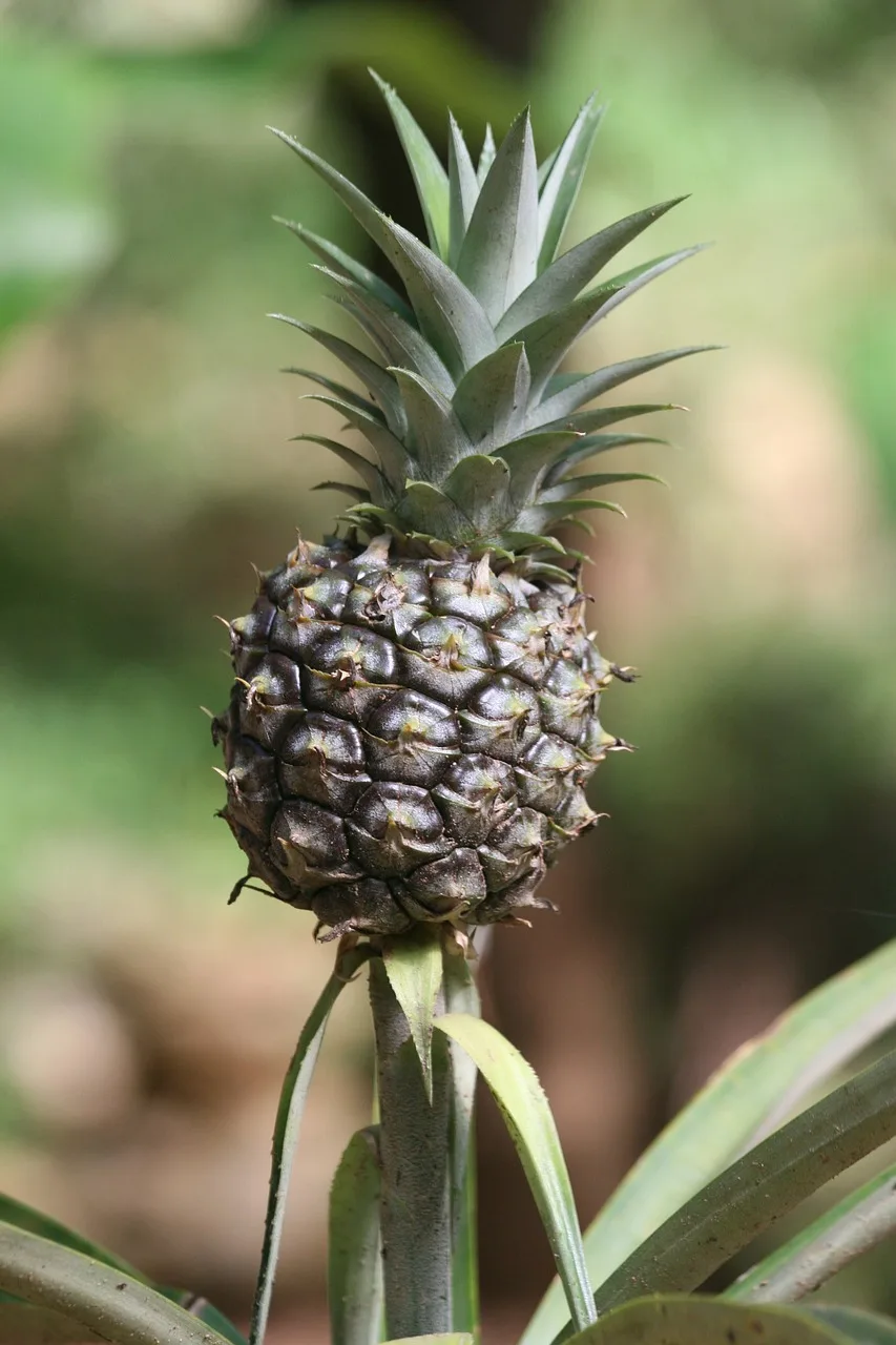 Unlock the Secrets of Planting Pineapple: A Step-by-Step Guide to Growing Juicy, Sweet Fruit at Home