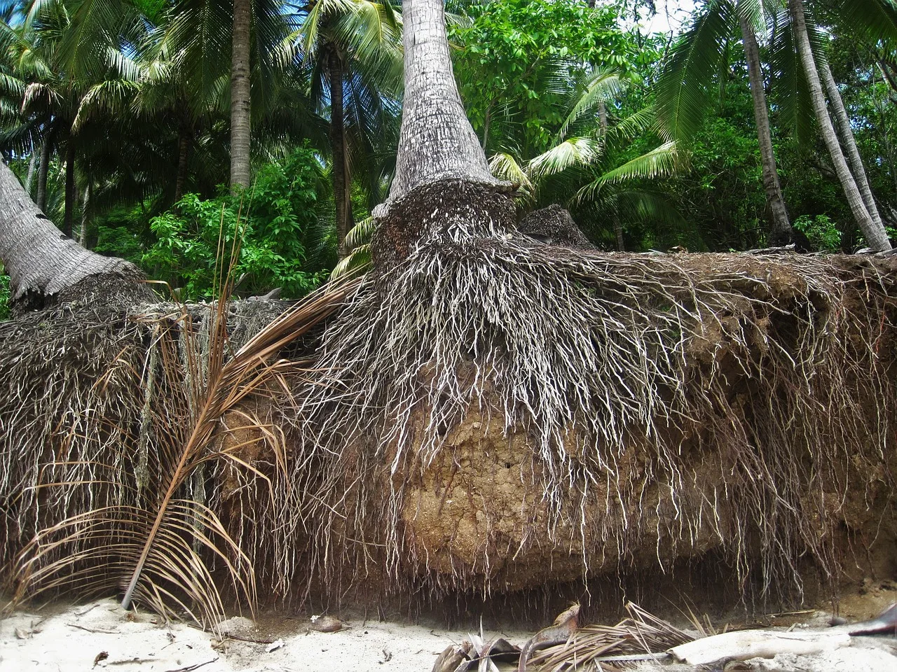 Unveiling the Hidden Strength: Exploring the Importance of Coconut Tree Roots