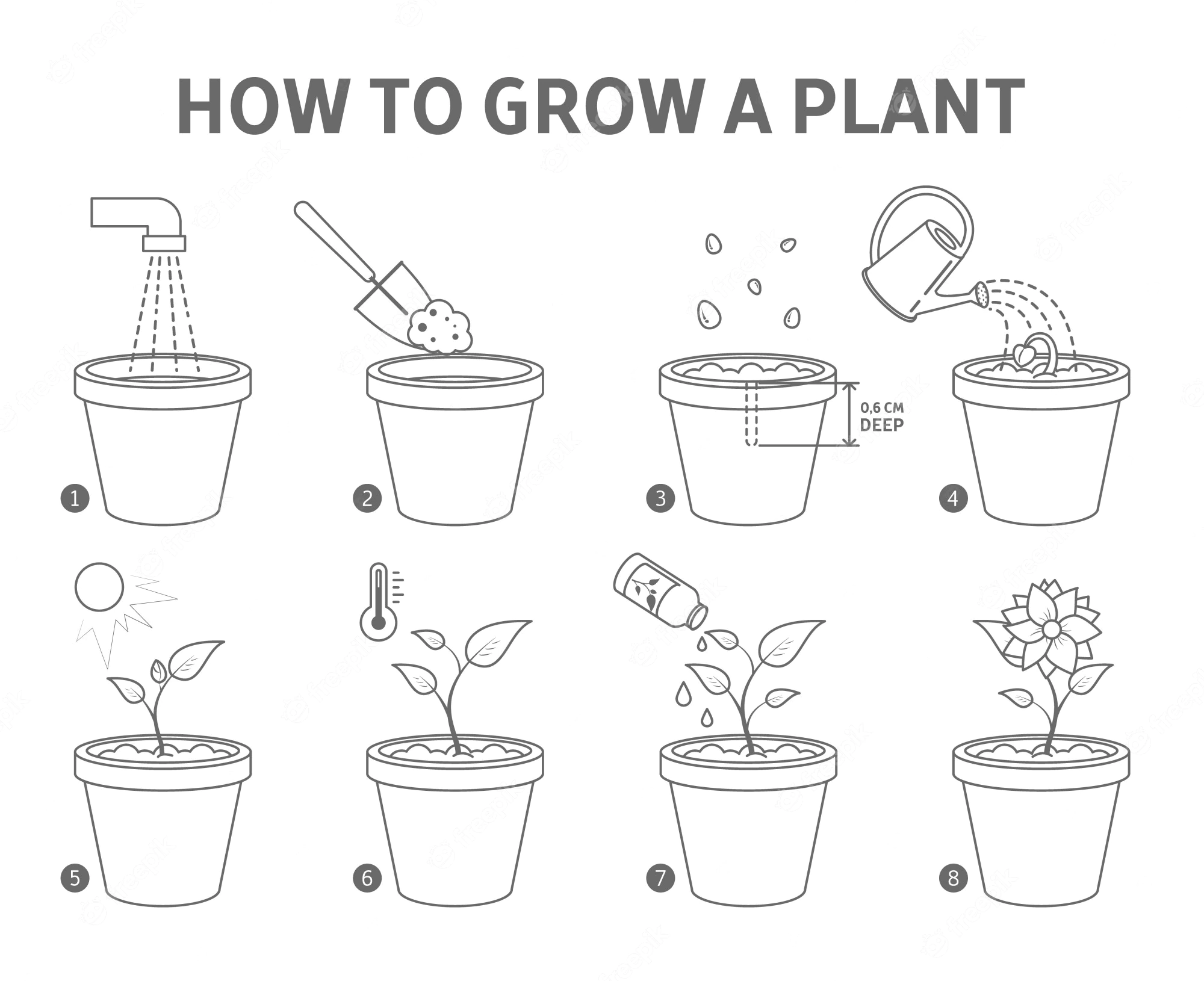 A Step-by-Step Guide to Successfully Germinating Mangosteen Trees