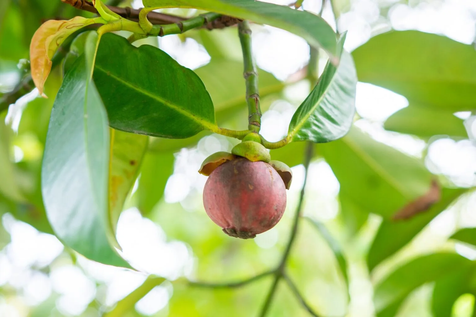 Discover the Secrets of Mangosteen Leaf: Unleashing its Remarkable Health Benefits