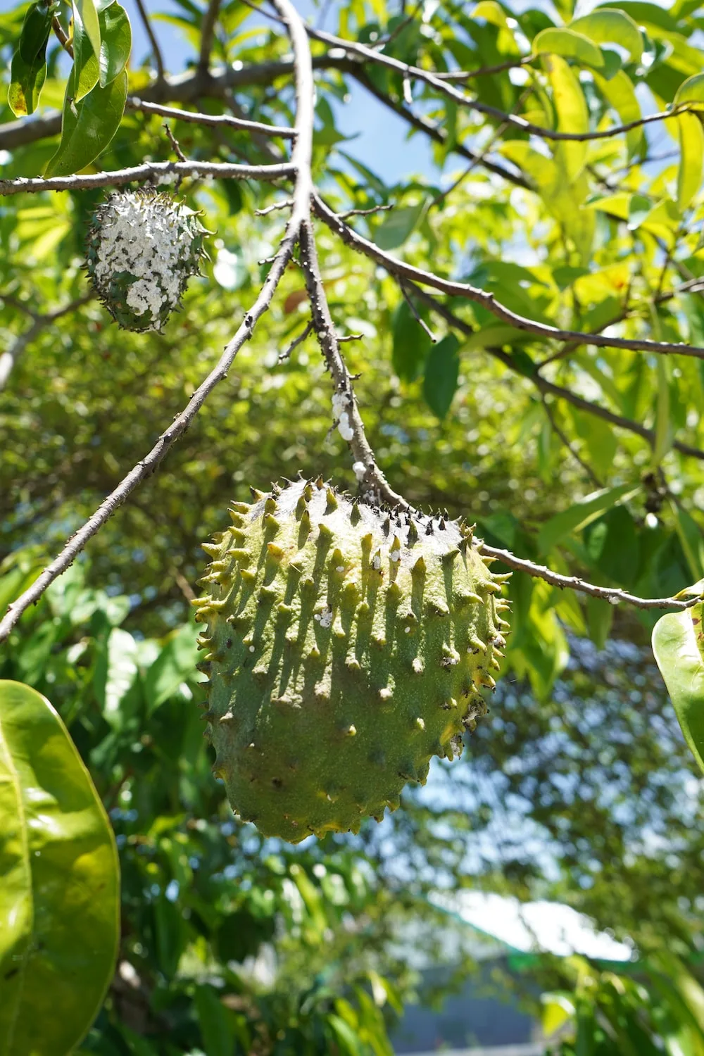 Exploring the Exquisite World of Soursop Varieties: A Comprehensive Guide