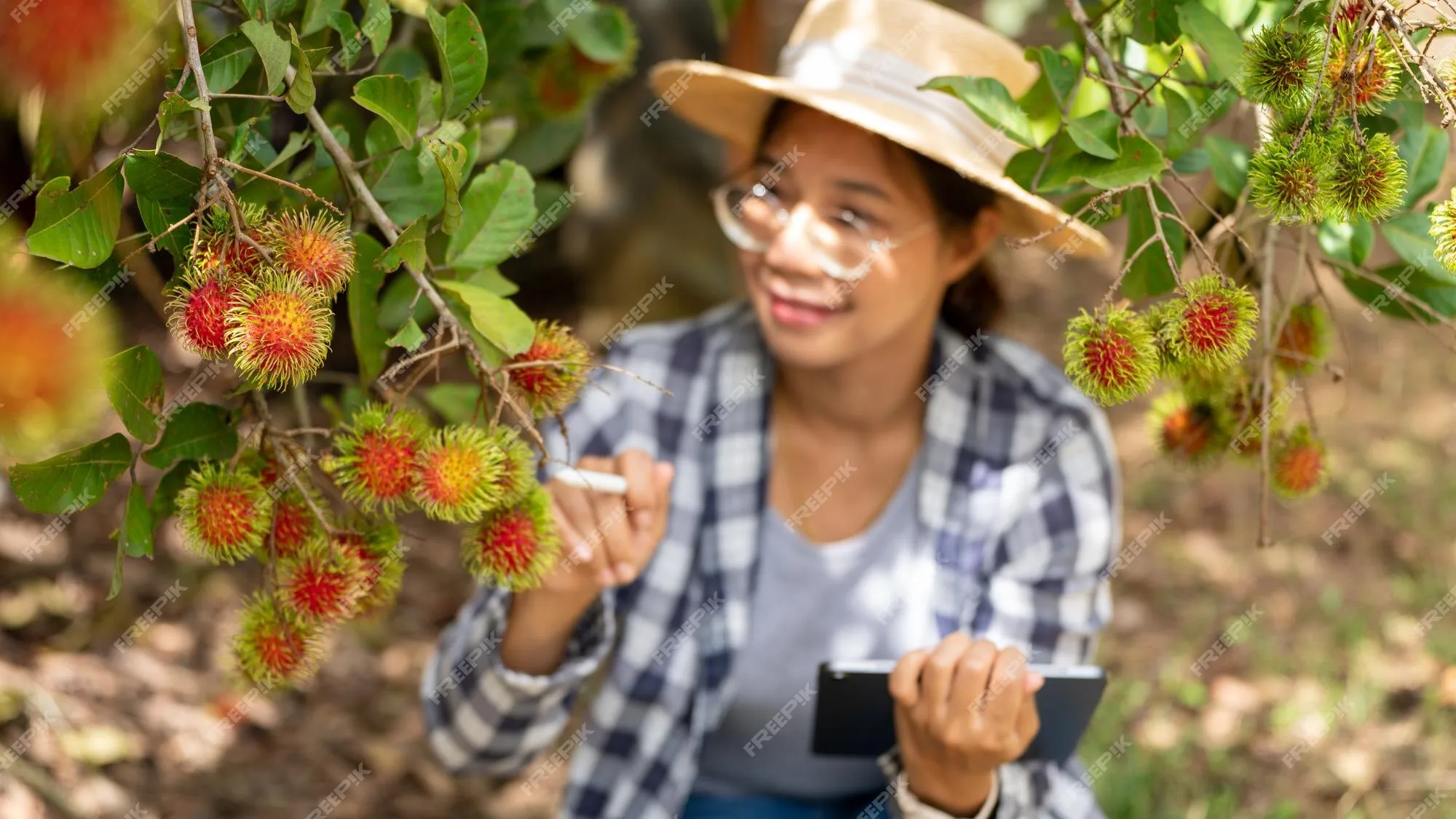 Exploring the Lucrative World of Rambutan Farming: How to Maximize Profits and Sustainably Grow Your Business