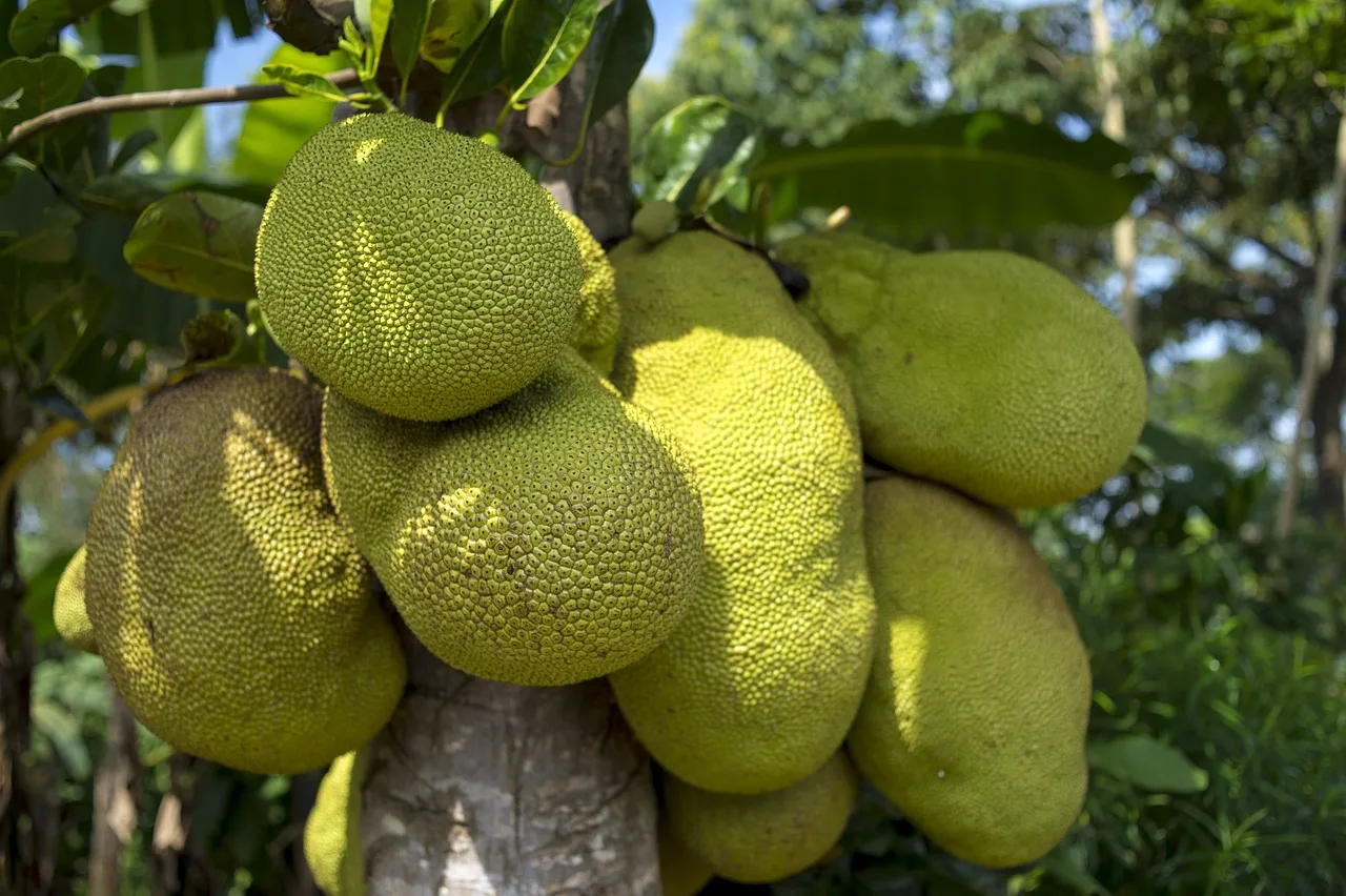 Exploring the Nutritional Benefits of Unripe Jackfruit: Can You Eat It?