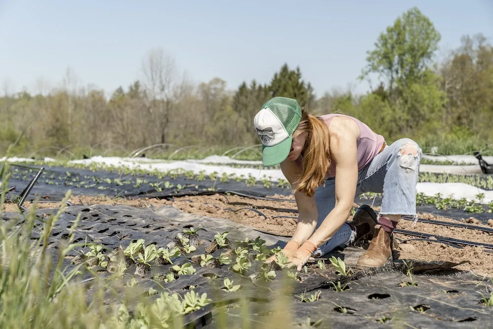 Exploring the Sweet World of Organic Pineapples: A Guide to the Health Benefits and Sustainable Farming Practices