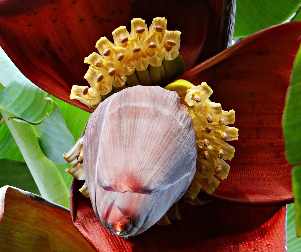 Exploring the Versatility of Banana Flowers: A Guide to Their Culinary Uses
