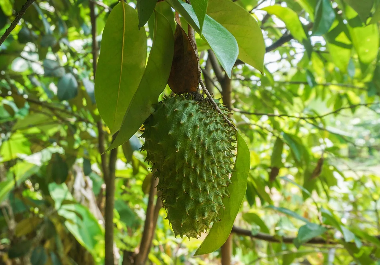 From Seed to Harvest: Mastering the Art of Growing a Thriving Soursop Tree