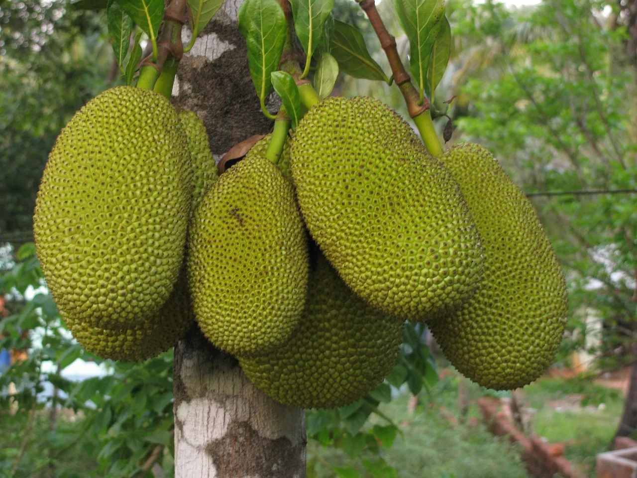 Harnessing the Natural Potency of Jackfruit Oil: The Ultimate Guide to its Uses and Benefits