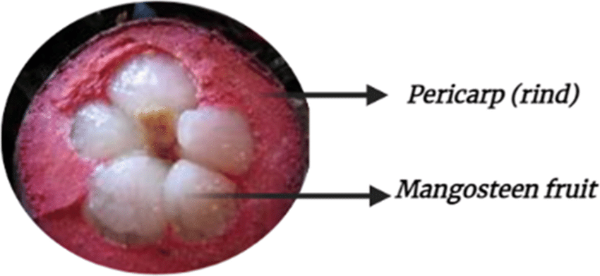 Harnessing the Power of Nature: Unveiling the Versatile Applications of Mangosteen Pericarp