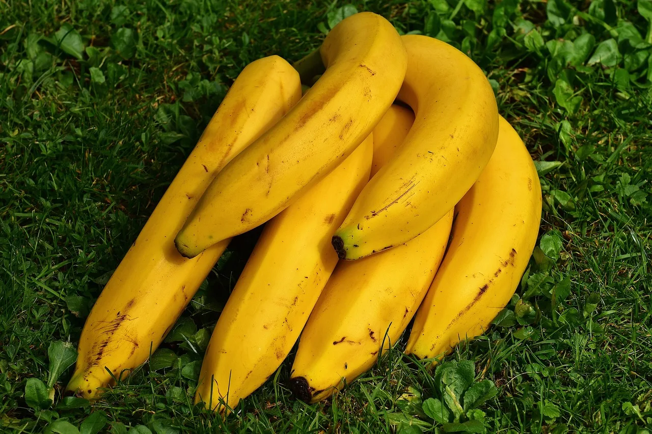 Is It Safe to Indulge in Bananas During Pregnancy? Unveiling the Truth