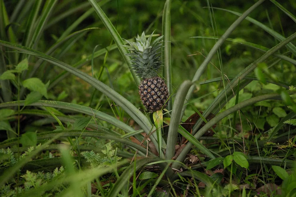 Mastering the Art of Propagating Pineapple: A Step-by-Step Guide