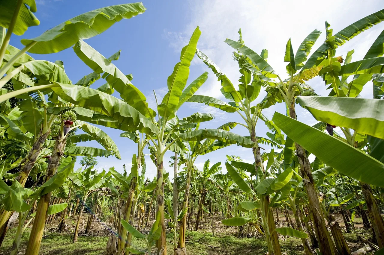 Maximizing Yield and Quality: Essential Banana Farming Techniques for Success