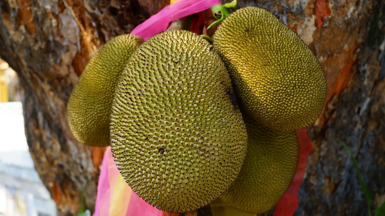 See the World Through the Eyes of Jackfruit: Exploring the Eye-Boosting Benefits
